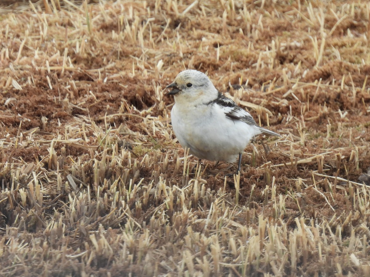 Snow Bunting - ML619662986