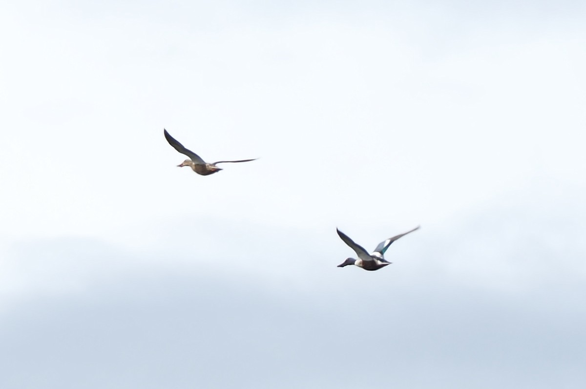 Northern Shoveler - James Tatlow