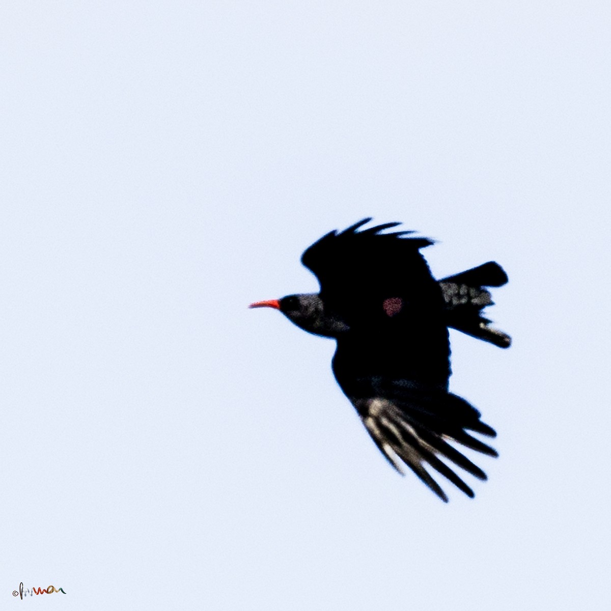 Red-billed Chough - ML619662988