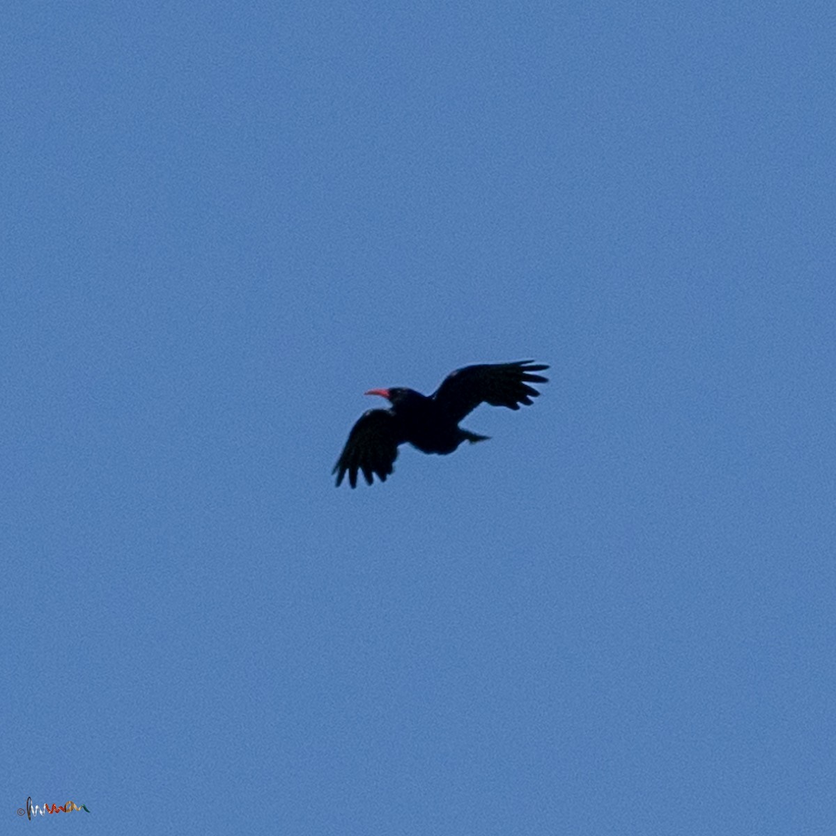 Red-billed Chough - ML619662989