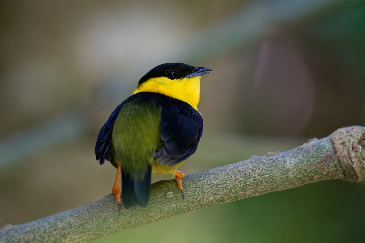 Golden-collared Manakin - Birding Guides