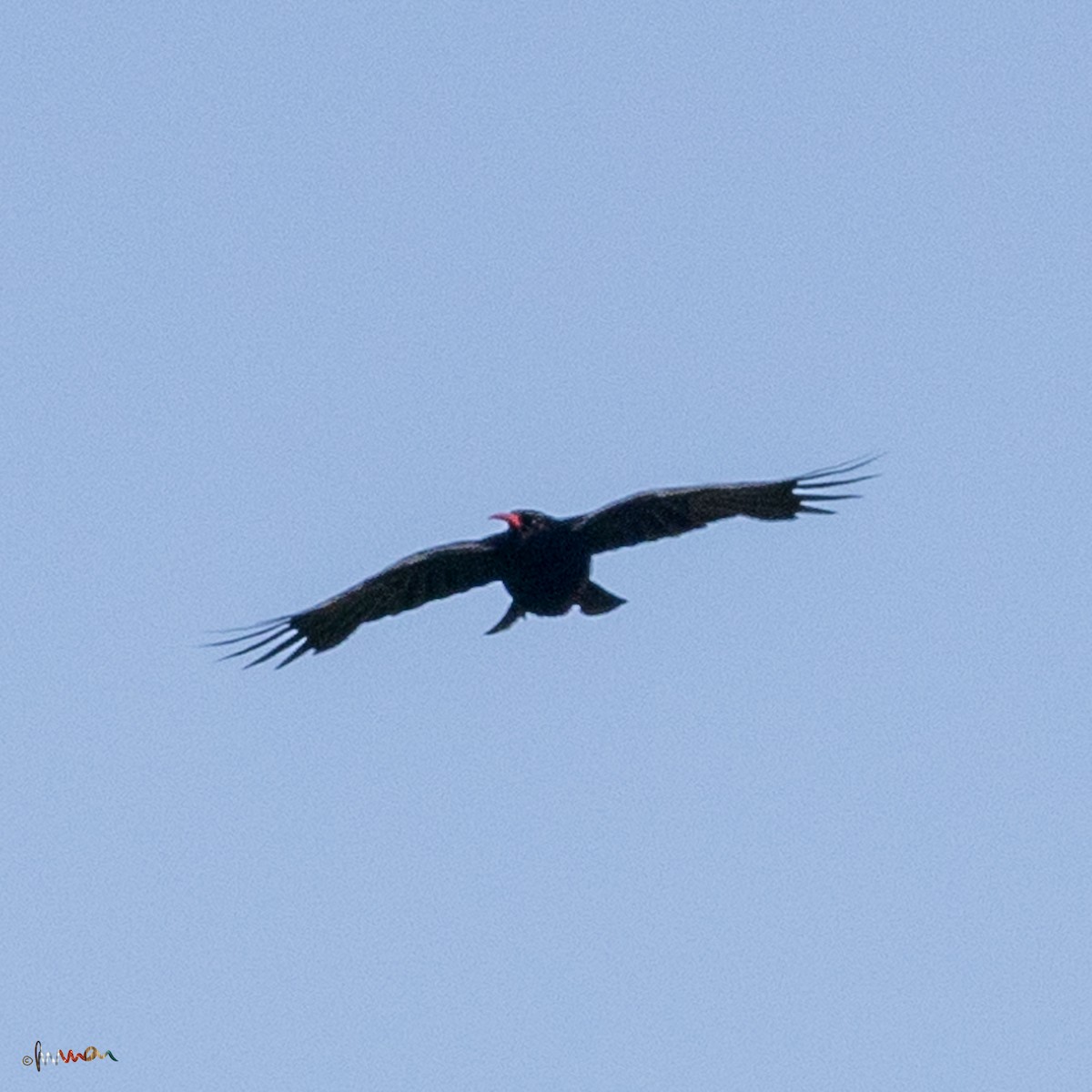 Red-billed Chough - ML619662992