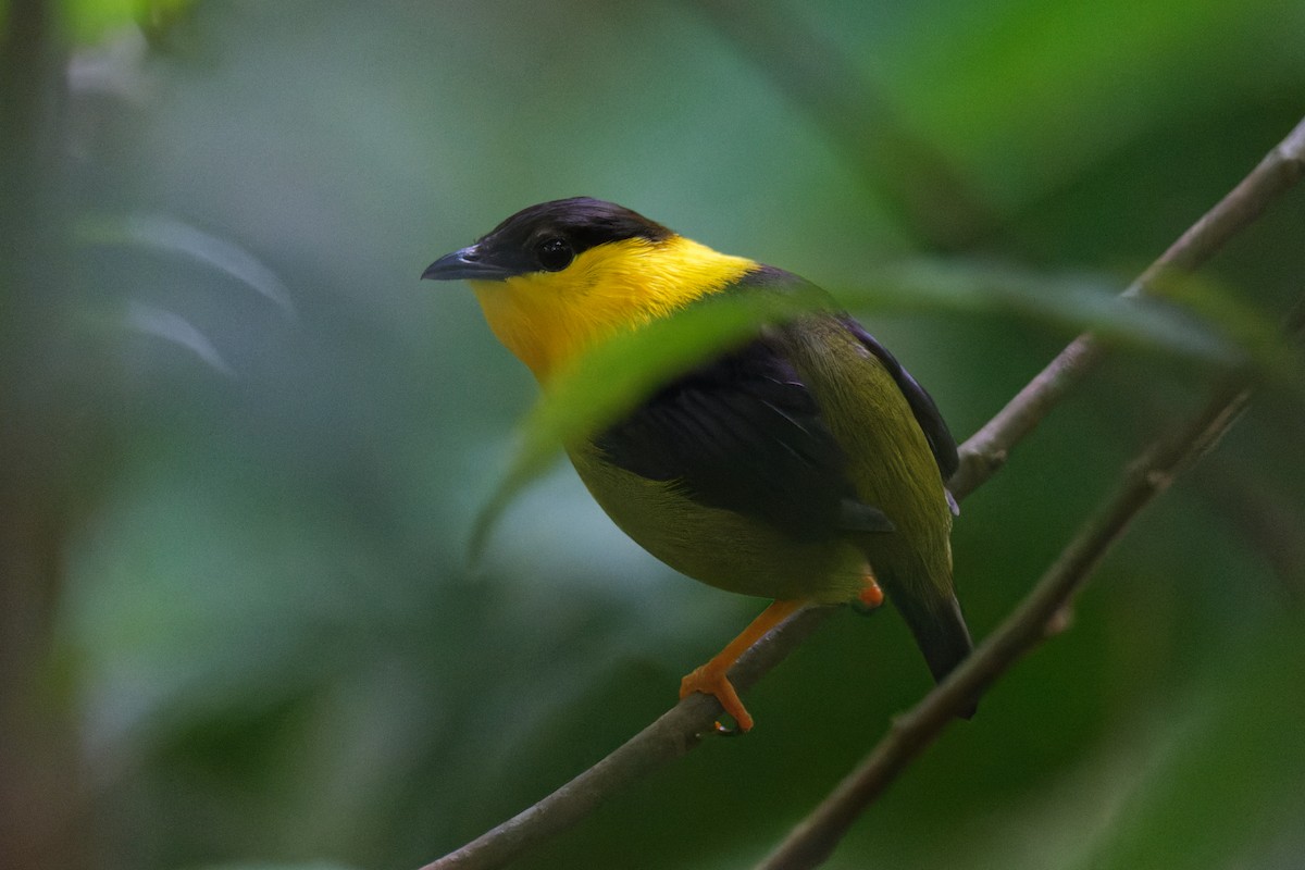 Golden-collared Manakin - Tranquilo Bay Eco-Adventure