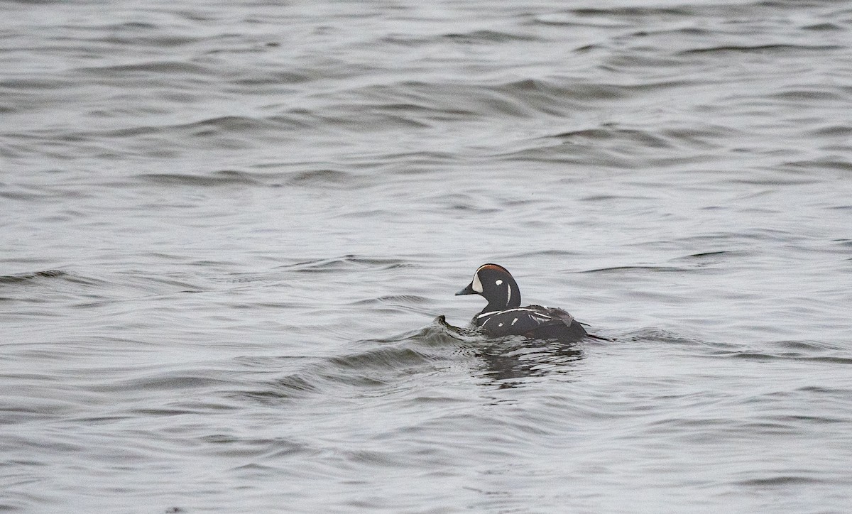 Harlequin Duck - Annie Lavoie