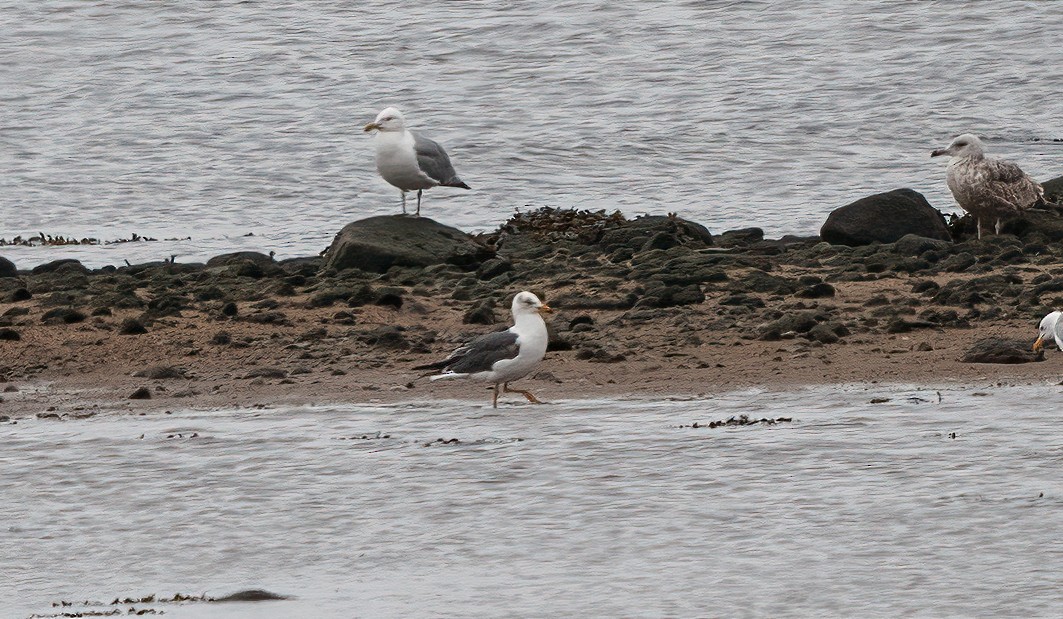 Lesser Black-backed Gull - Annie Lavoie