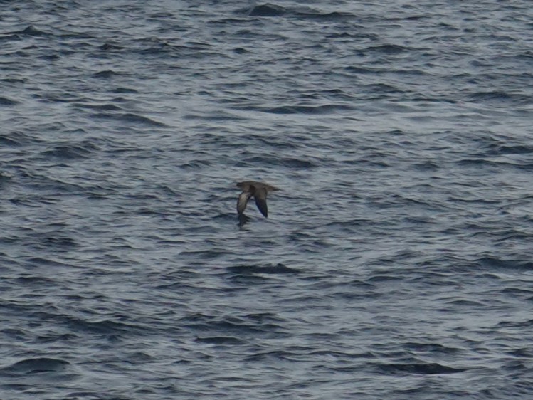 Short-tailed Shearwater - Steve Kornfeld