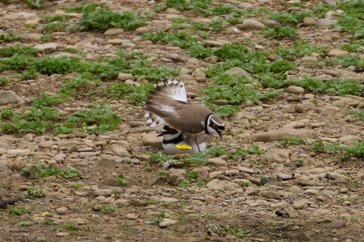 Little Ringed Plover - ML619663009