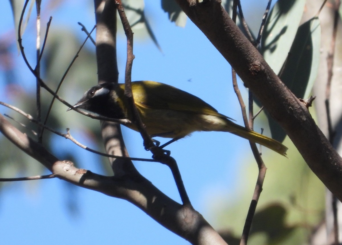 White-eared Honeyeater - Rodney Macready