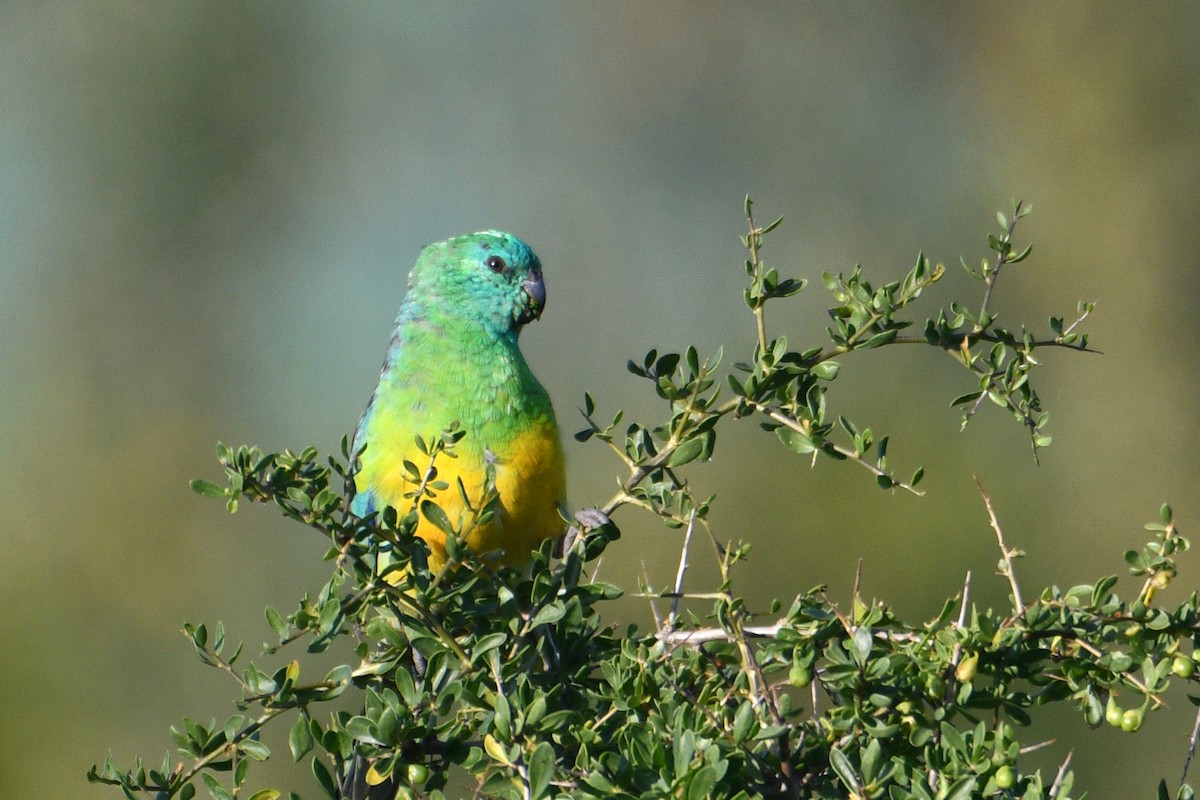 Red-rumped Parrot - Peter & Shelly Watts