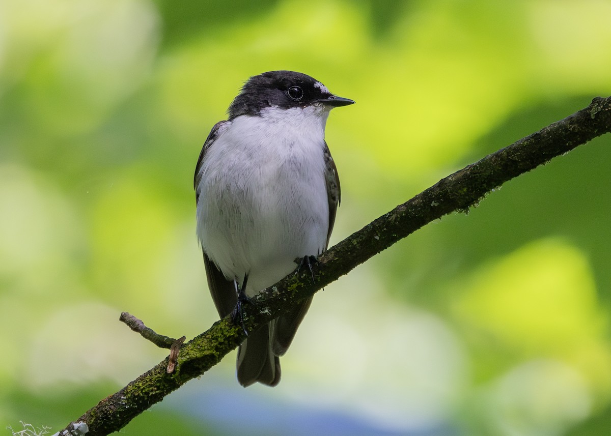 European Pied Flycatcher - Nathaniel Dargue