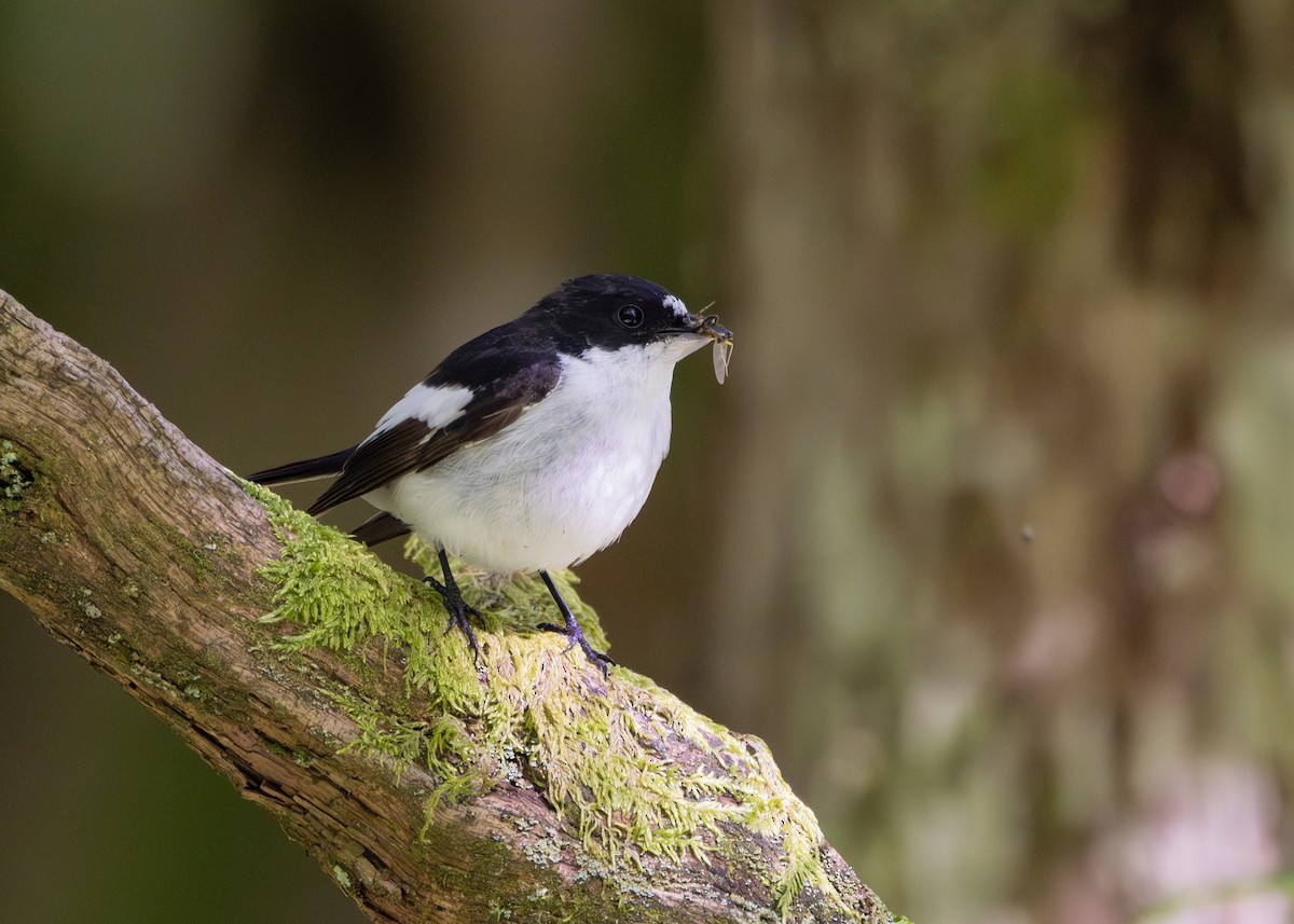 European Pied Flycatcher - Nathaniel Dargue