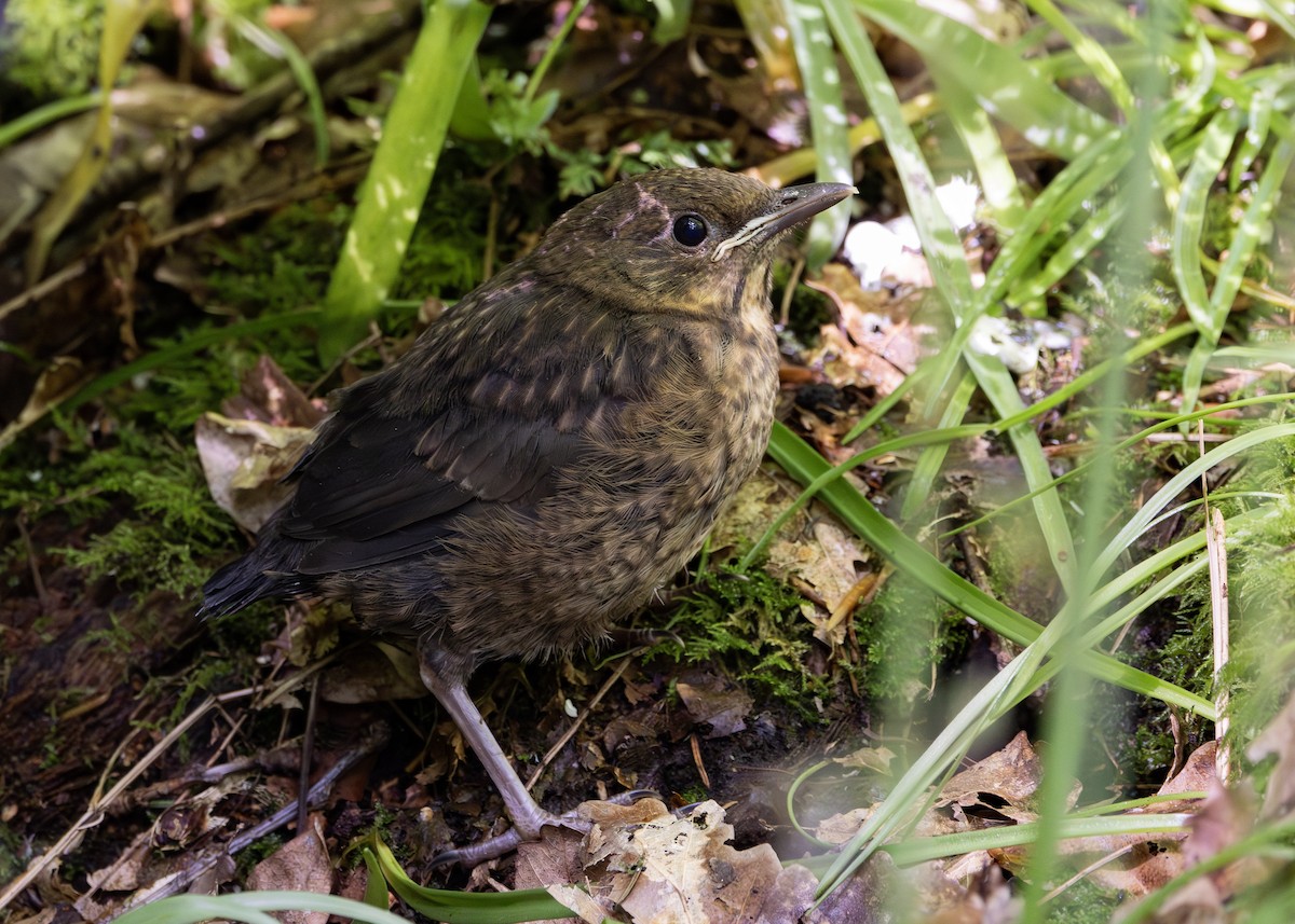 Eurasian Blackbird - Nathaniel Dargue