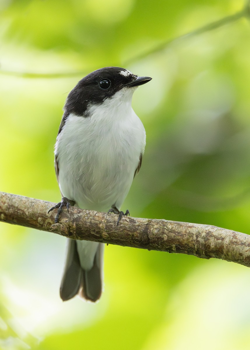 European Pied Flycatcher - Nathaniel Dargue