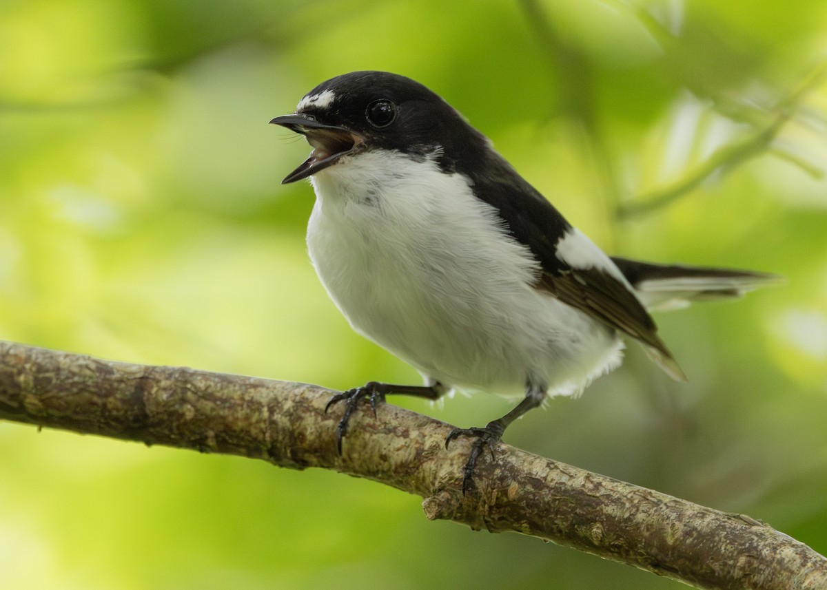 European Pied Flycatcher - Nathaniel Dargue