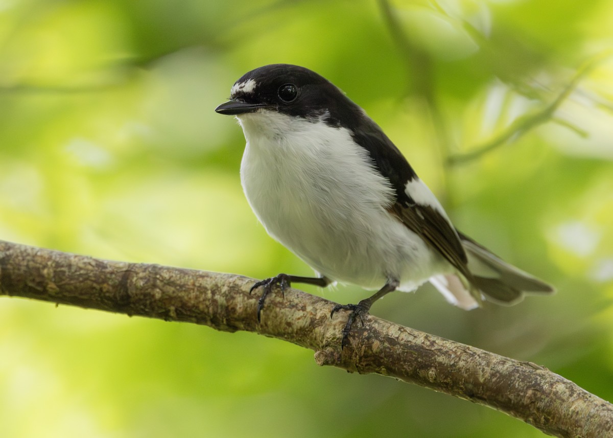 European Pied Flycatcher - Nathaniel Dargue