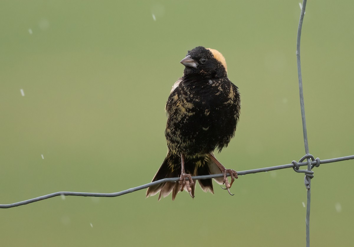 Bobolink - Annie Lavoie