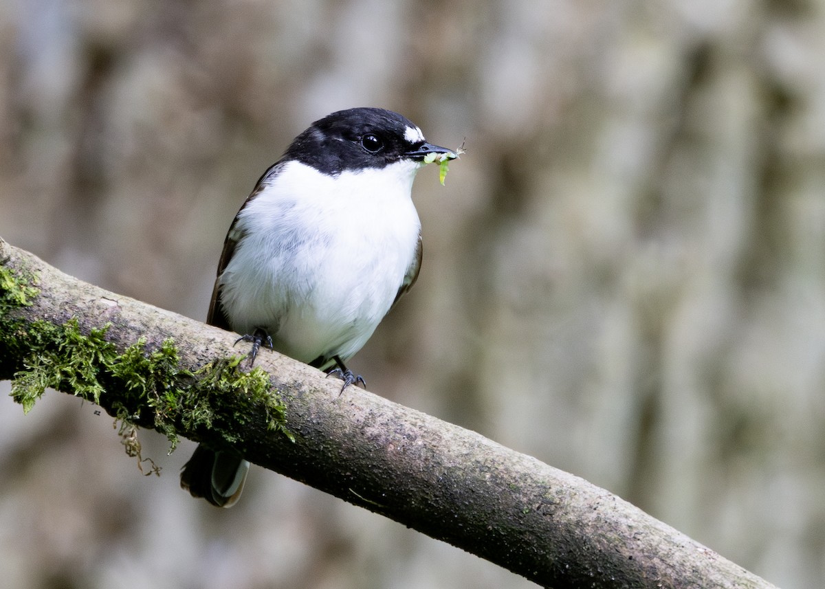 European Pied Flycatcher - Nathaniel Dargue