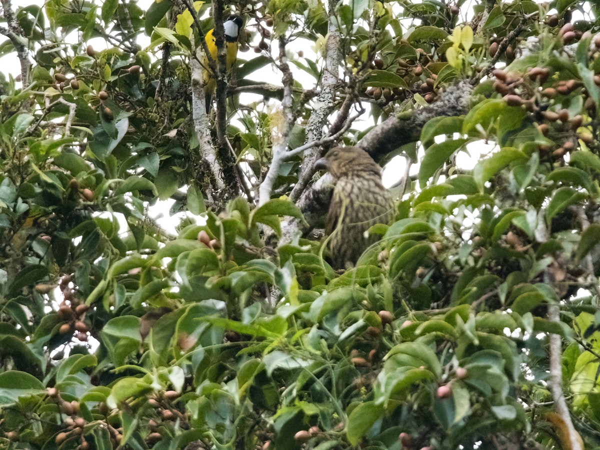 Tooth-billed Bowerbird - Helen Leonard