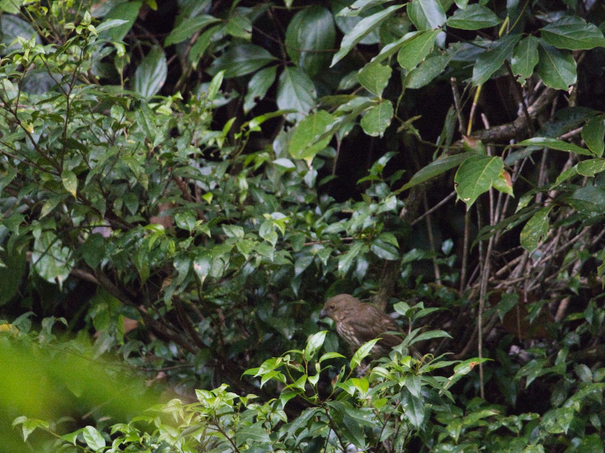 Tooth-billed Bowerbird - Helen Leonard