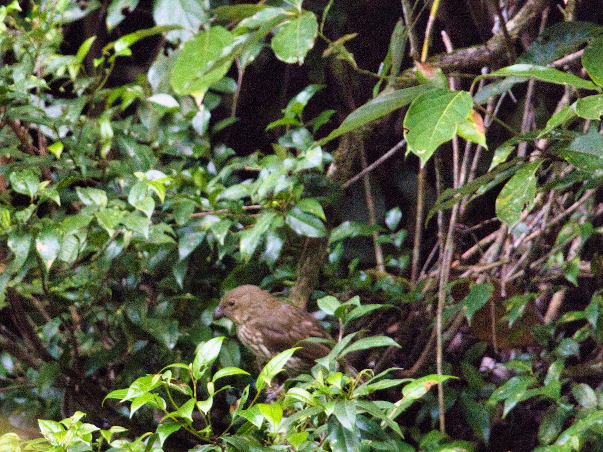 Tooth-billed Bowerbird - ML619663042