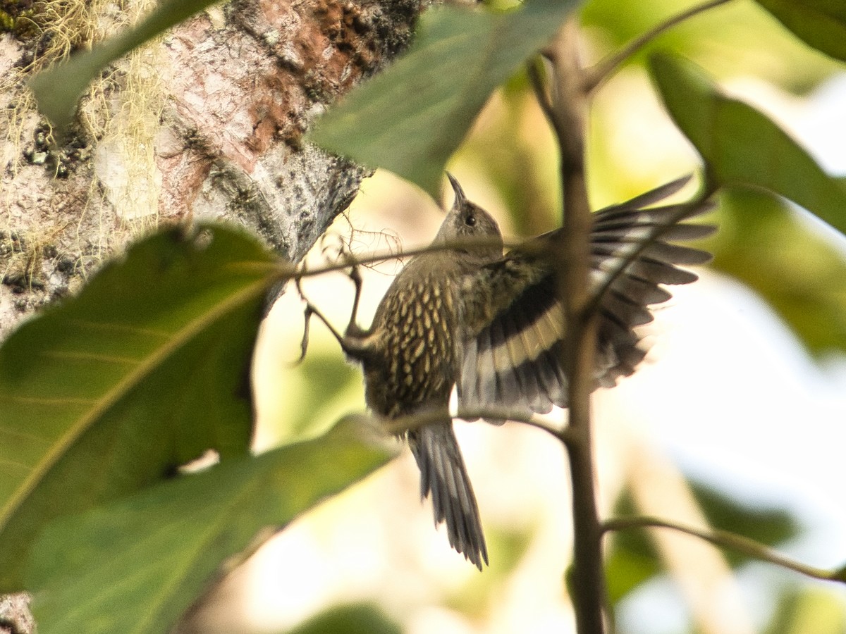 White-throated Treecreeper - Helen Leonard