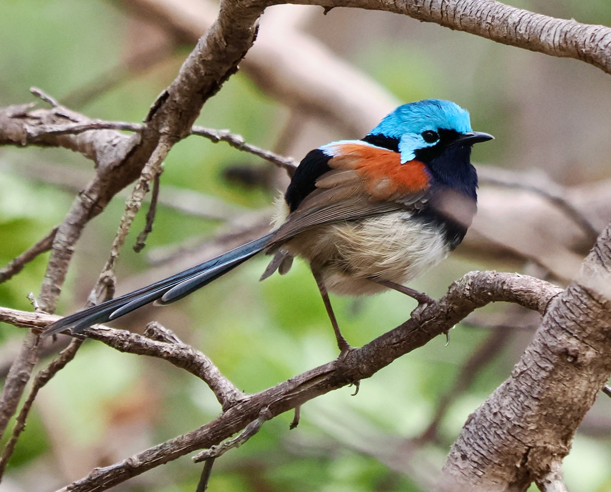 Red-winged Fairywren - Ken Glasson