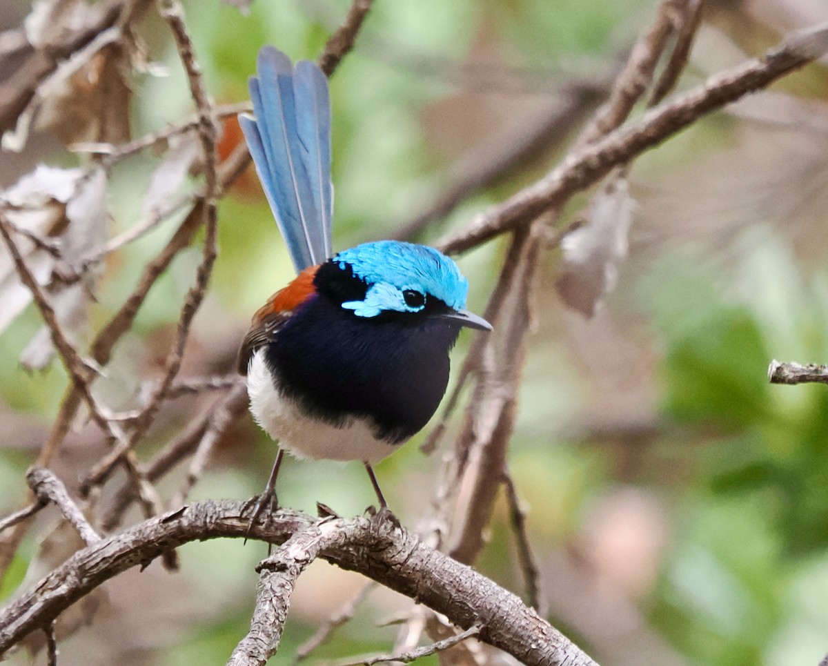 Red-winged Fairywren - Ken Glasson