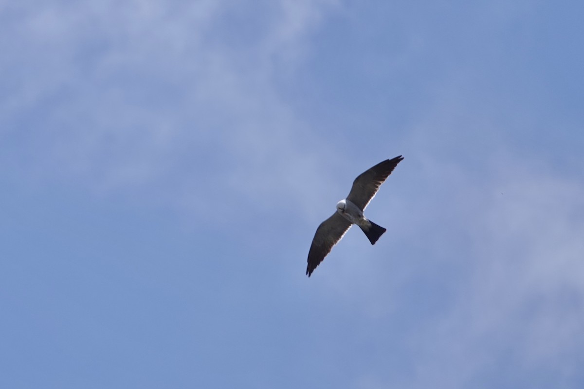 Mississippi Kite - ML619663090