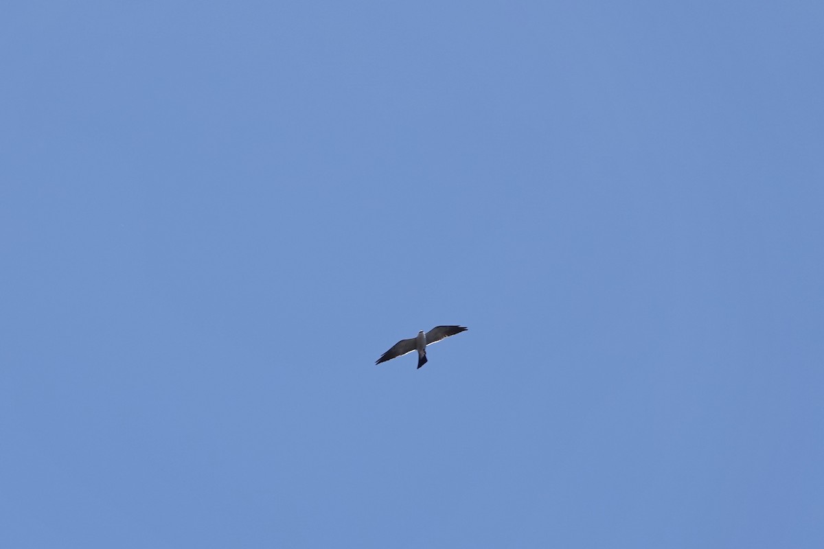 Mississippi Kite - ML619663092