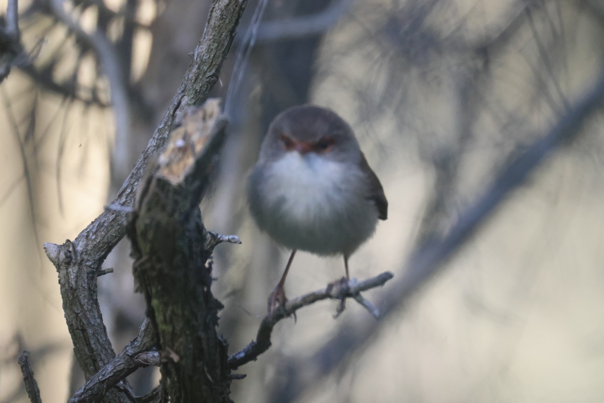 Superb Fairywren - GEOFFREY SHINKFIELD