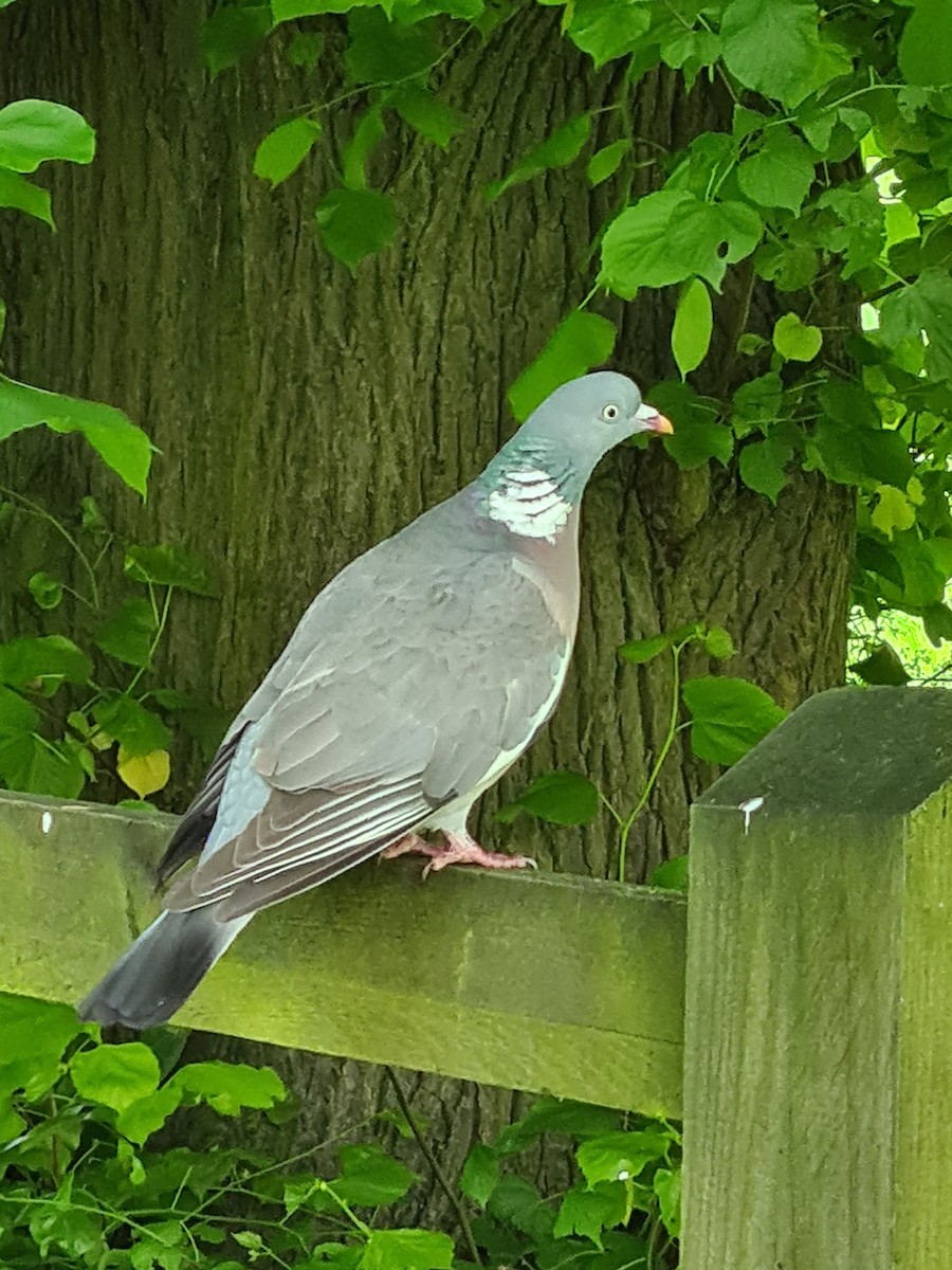 Common Wood-Pigeon - Nick Cousins