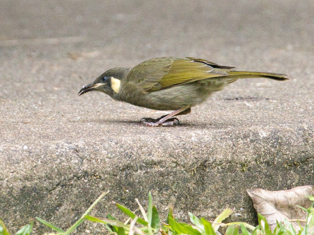 Lewin's Honeyeater - Helen Leonard