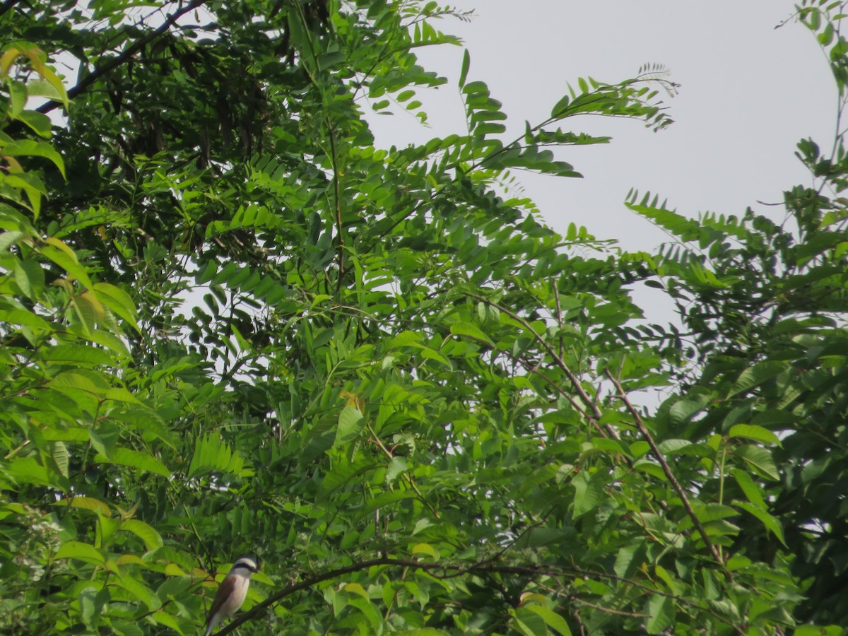 Red-backed Shrike - MIloš Racković