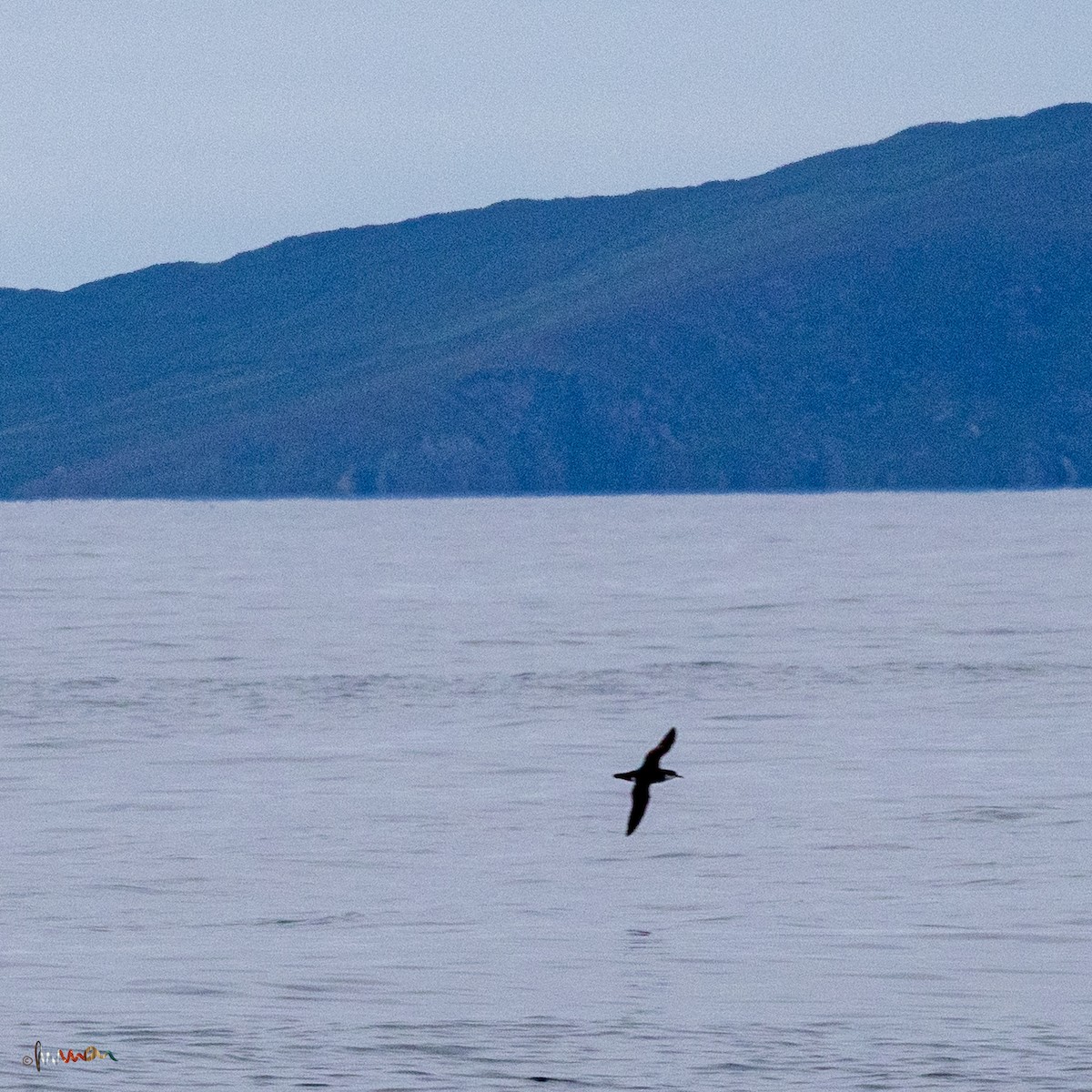 Manx Shearwater - Simon Robinson