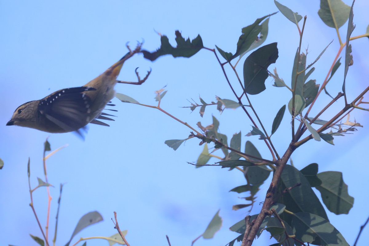 Spotted Pardalote (Spotted) - GEOFFREY SHINKFIELD