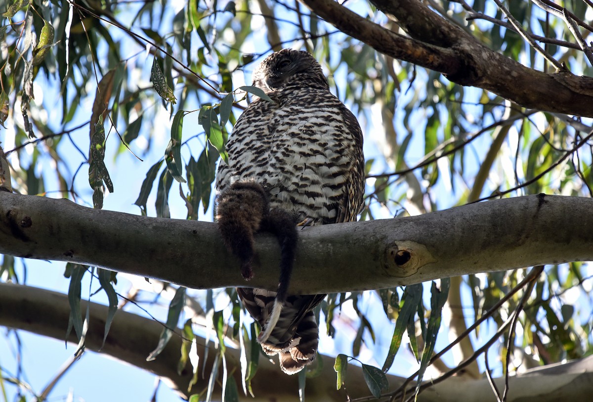 Powerful Owl - Bruce Wedderburn