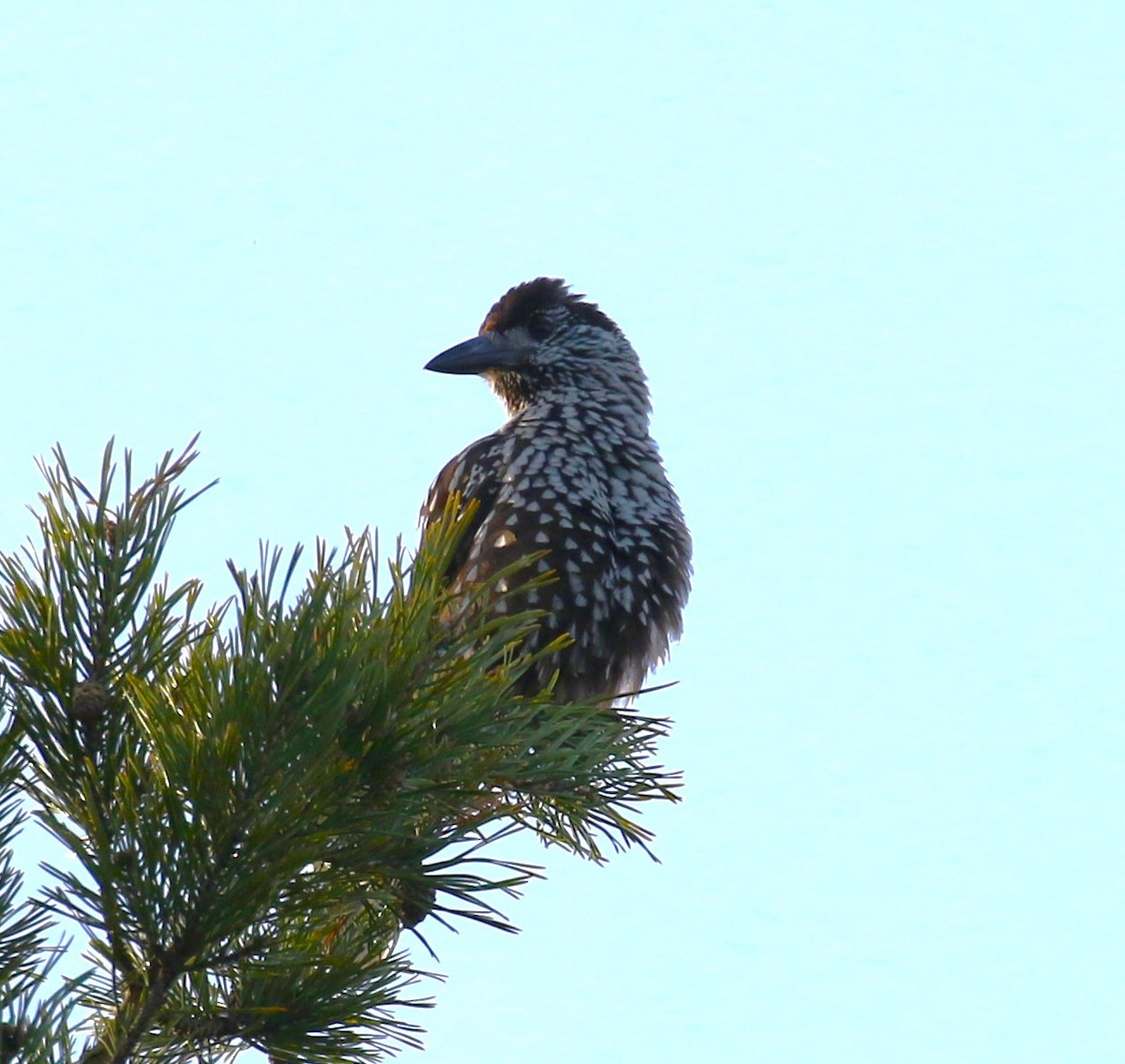 Eurasian Nutcracker - sean clancy