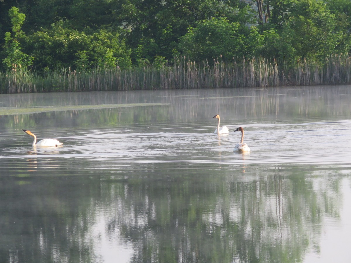 Trumpeter Swan - Bill Ohlsen