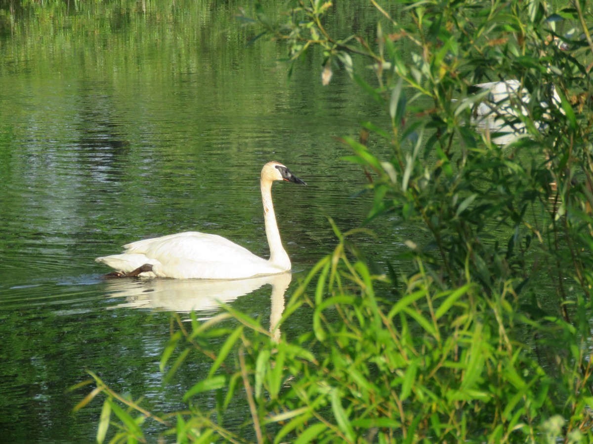 Trumpeter Swan - Bill Ohlsen