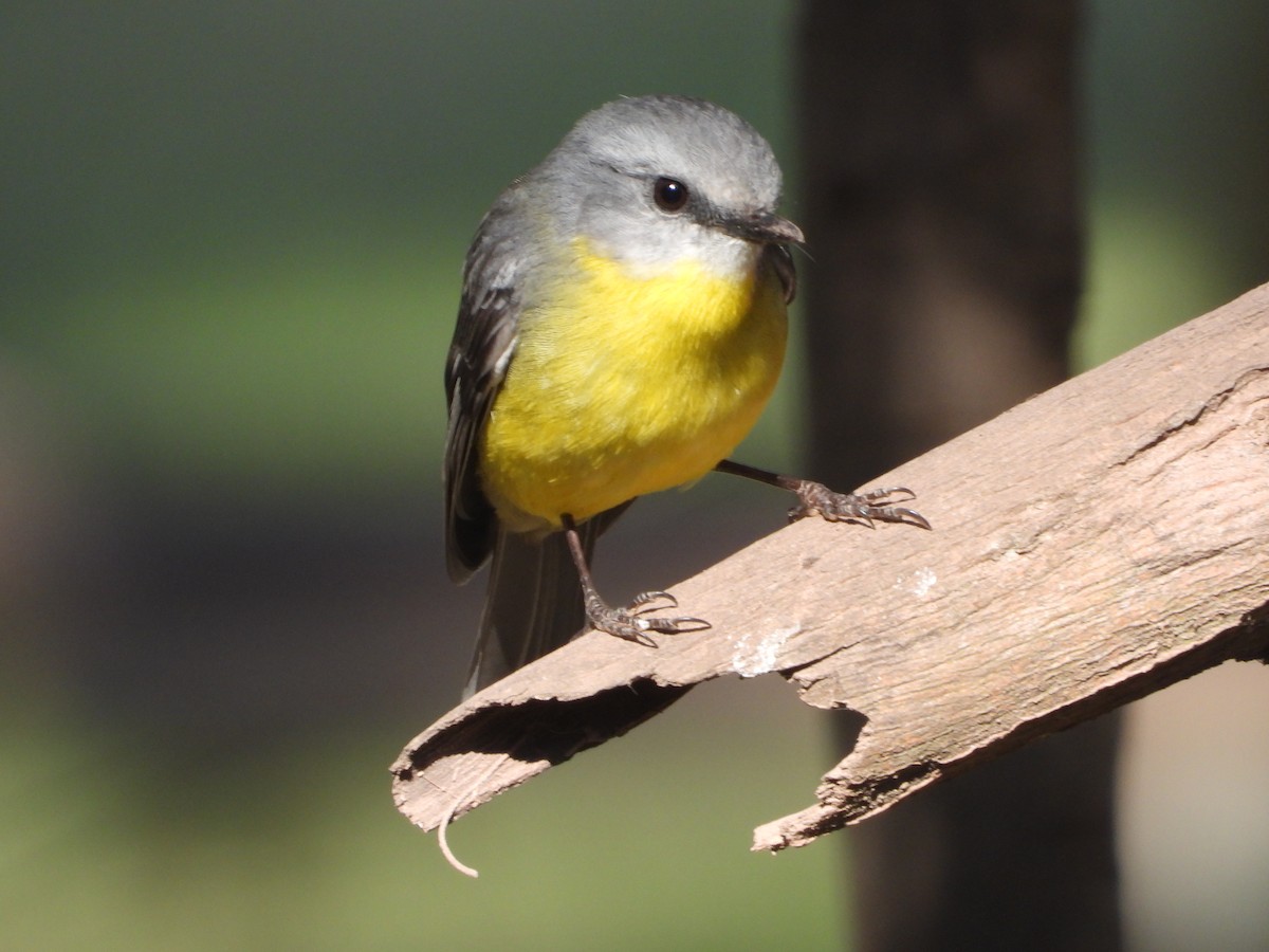 Eastern Yellow Robin - Rodney Macready