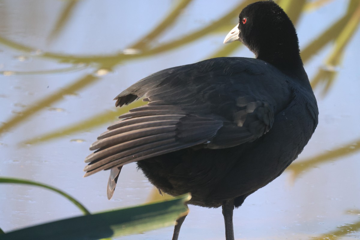 Eurasian Coot - GEOFFREY SHINKFIELD