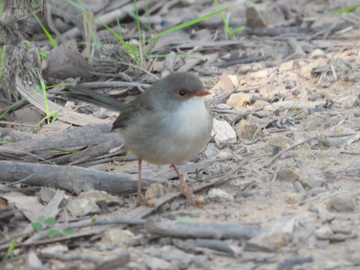 Superb Fairywren - ML619663135