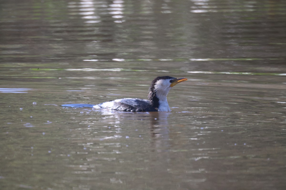 Little Pied Cormorant - GEOFFREY SHINKFIELD