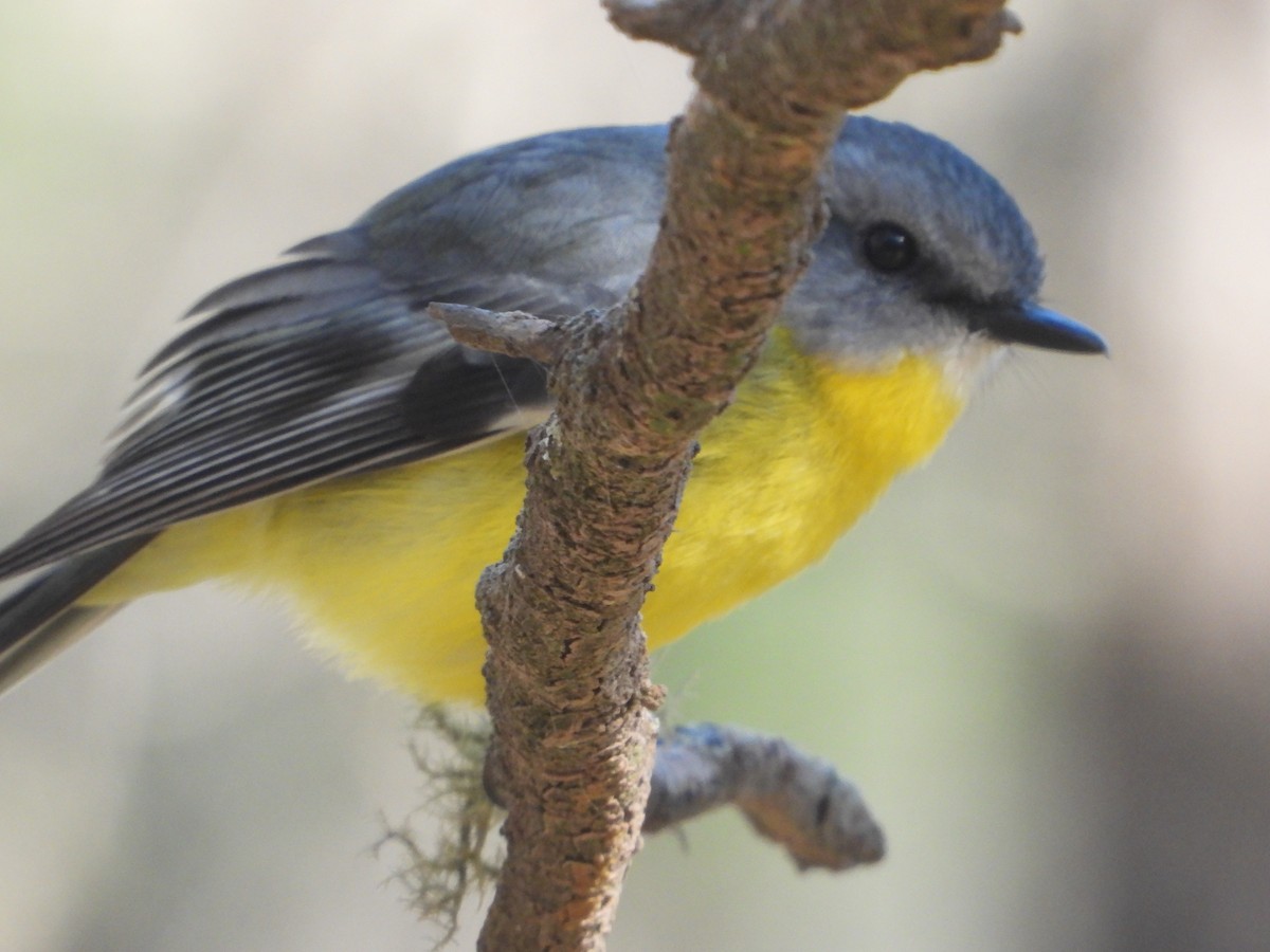 Eastern Yellow Robin - ML619663139