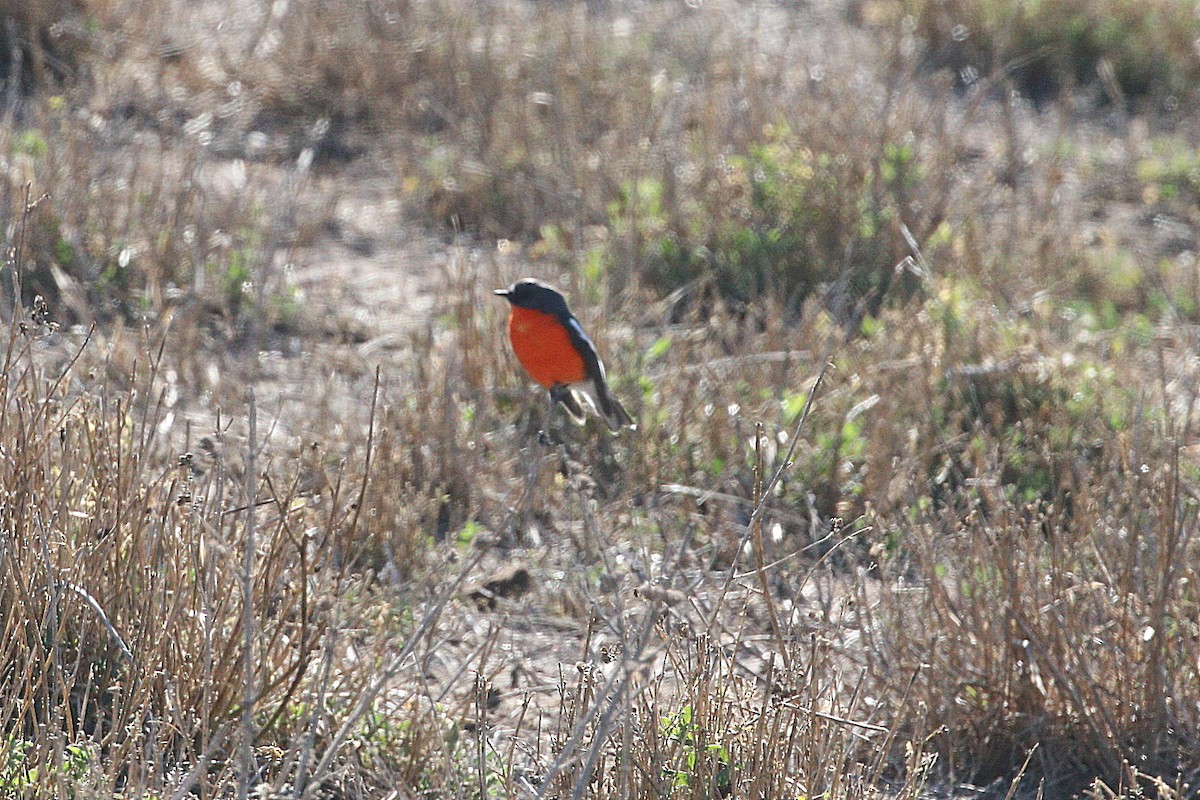 Flame Robin - Edward Smith