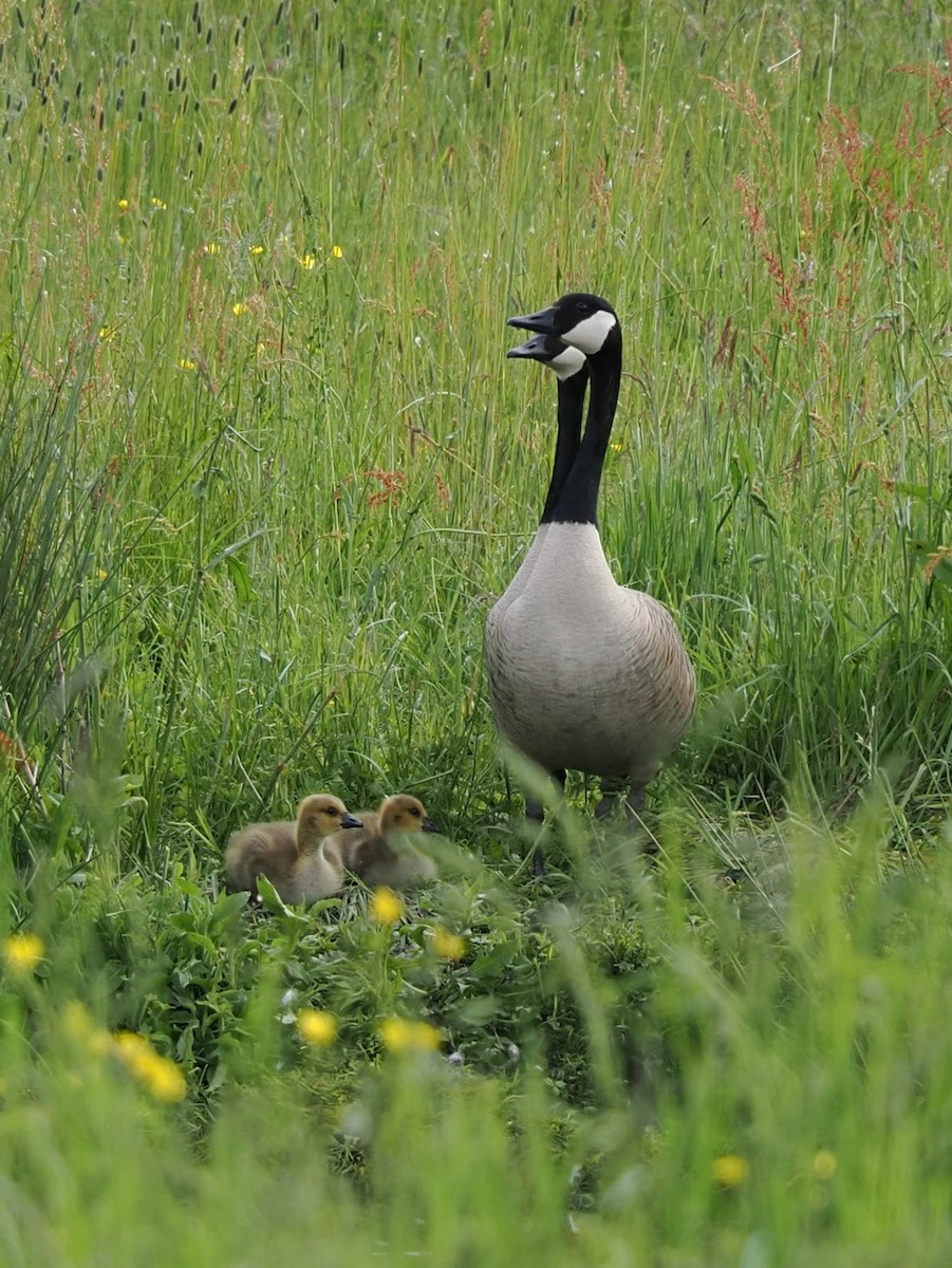 Canada Goose - ML619663152