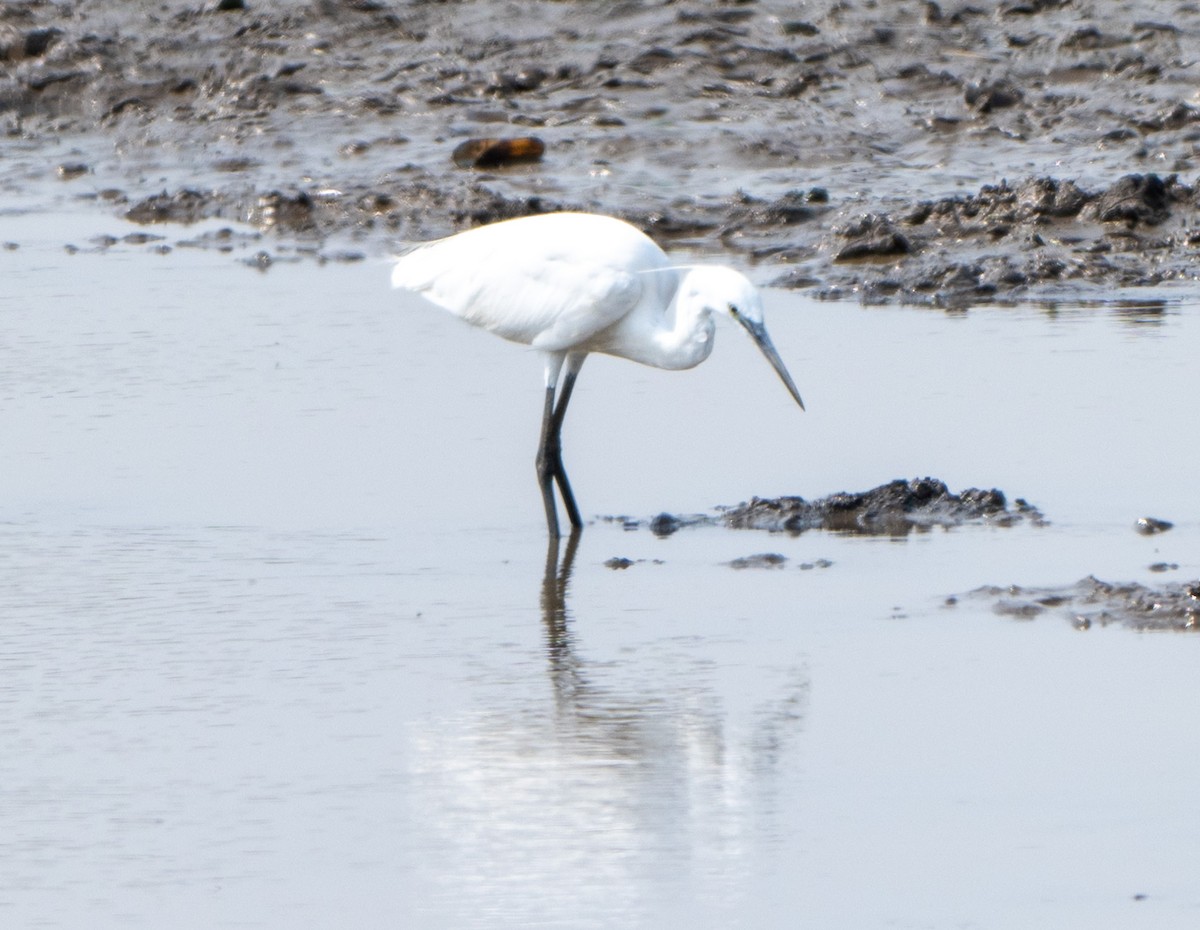 Little Egret - ML619663156