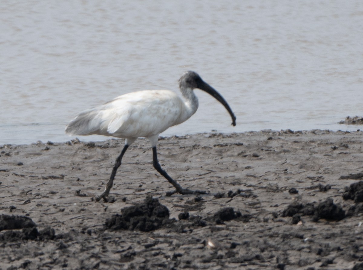 ibis černohlavý - ML619663157
