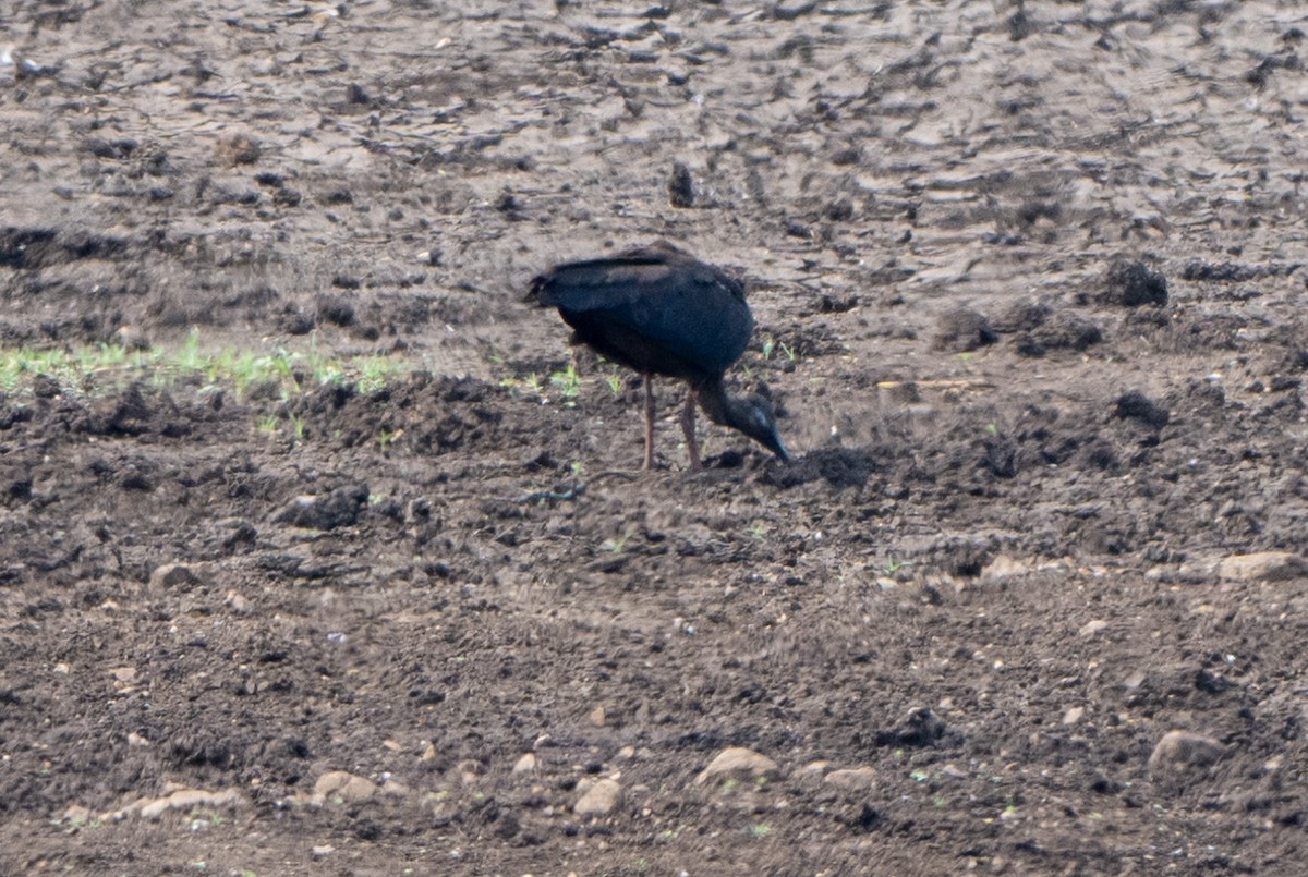 ibis bradavičnatý - ML619663158