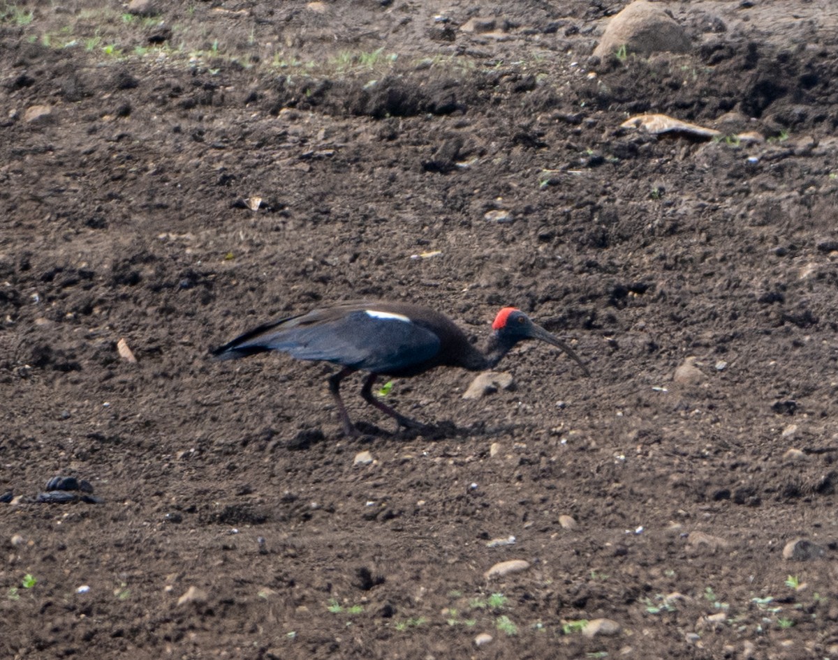 Red-naped Ibis - Jagdish Jatiya